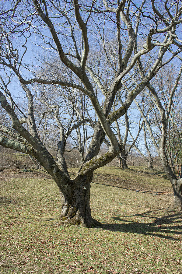 Yellowwood Tree In Winter Photograph