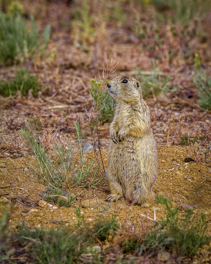 Yes a Prairie Dog Photograph by Ronald Lutz