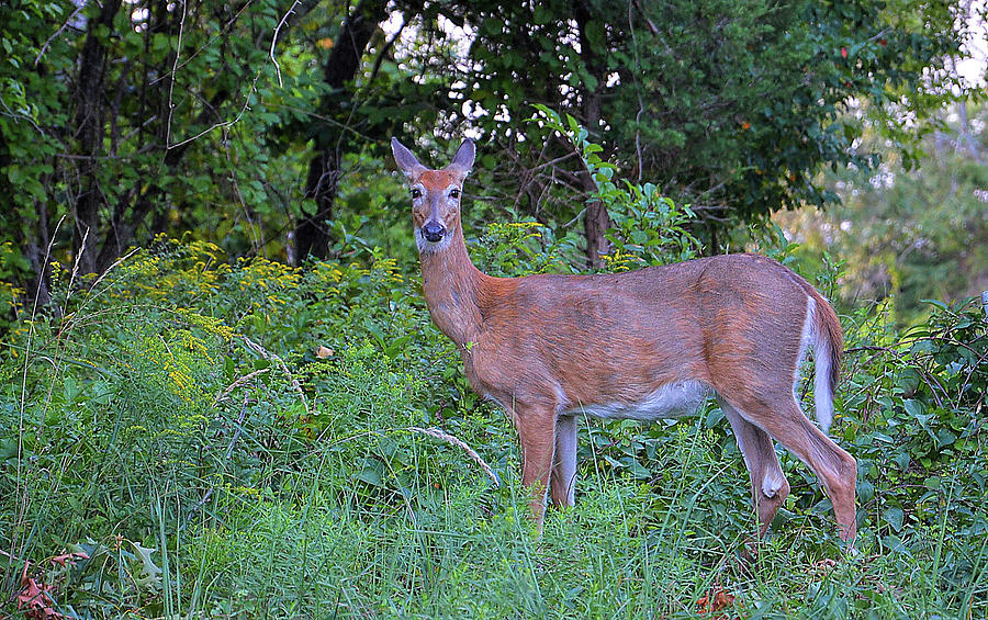 Yes deer Photograph by Melissa Hicks - Fine Art America