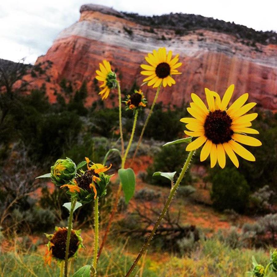 Abiquiu Photograph - Yes Id Like To Go Back. #tbt #abiquiu by Laurie White