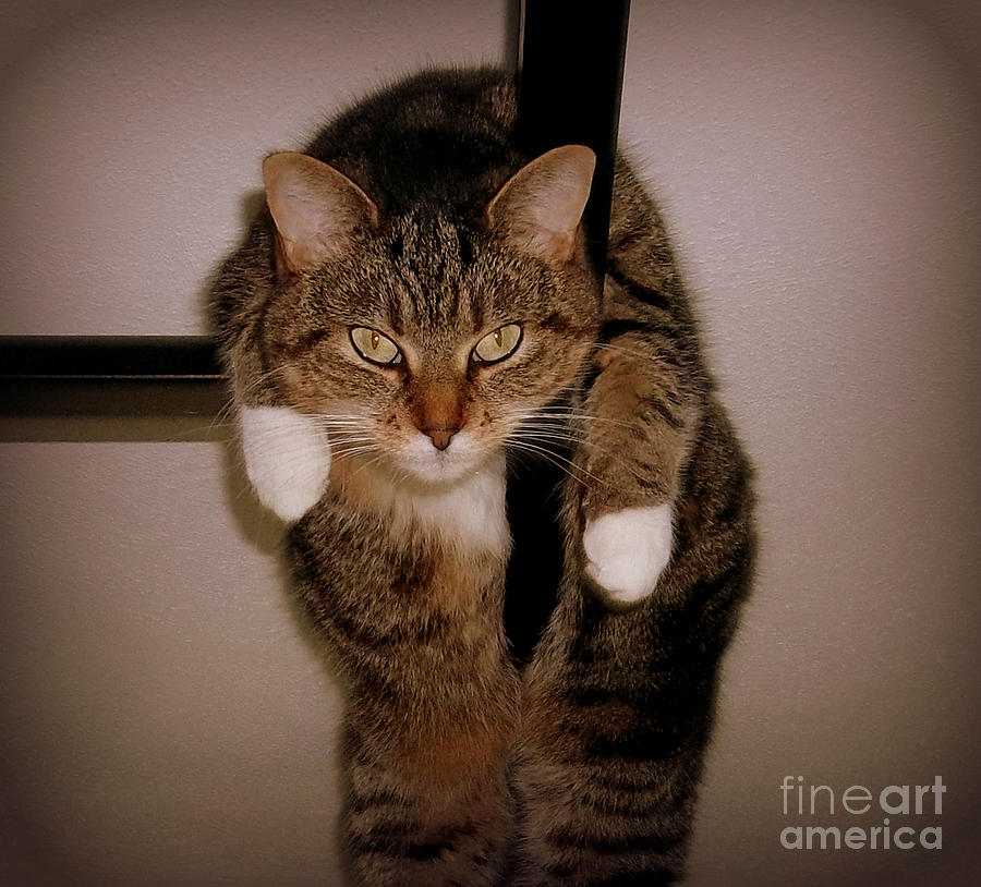 Cat Photograph - Kitty Perch by Rick Maxwell