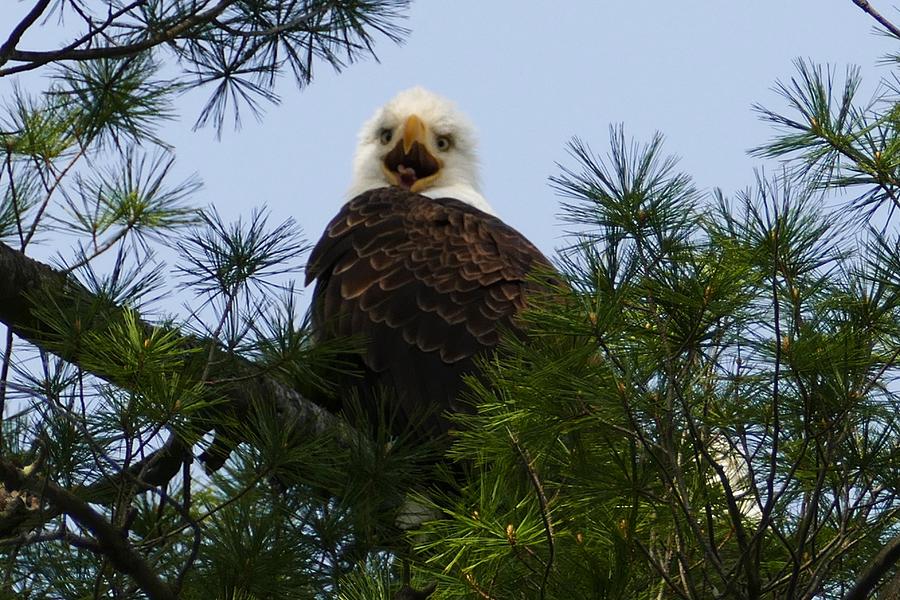 YES I'm Talking to you Photograph by Debbie Storie - Fine Art America