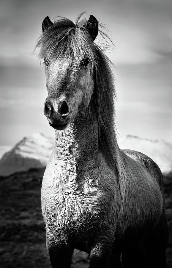 Horse Photograph - Yes Me by Tim Booth