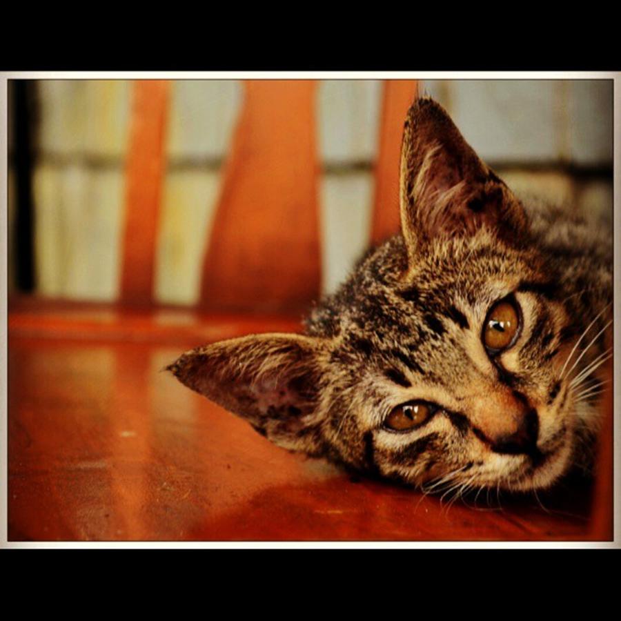 Cat Photograph - Yes? by W Fifi Andriasih