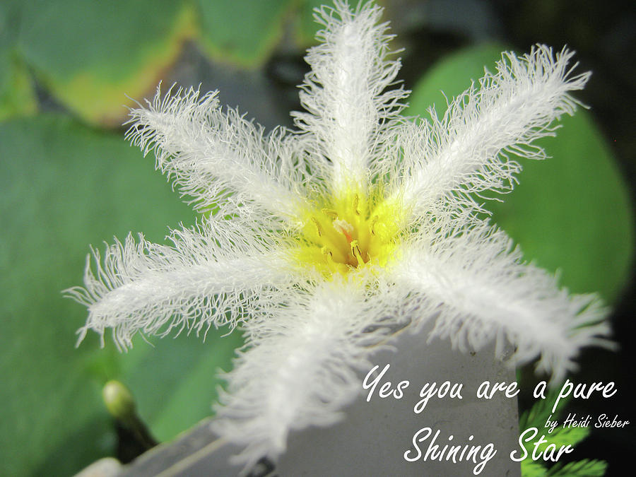 Yes you are a pure shining star Photograph by Heidi Sieber