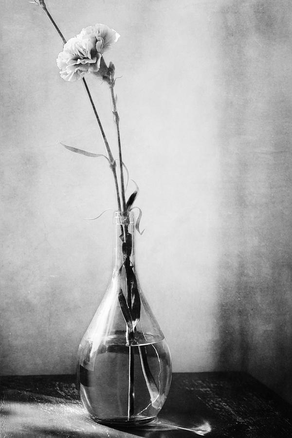 Black And White Carnation Photograph - Yesterday in Black and White by Lisa McStamp Black And White Carnation Photograph - Yesterday in Black and White by Lisa McStamp