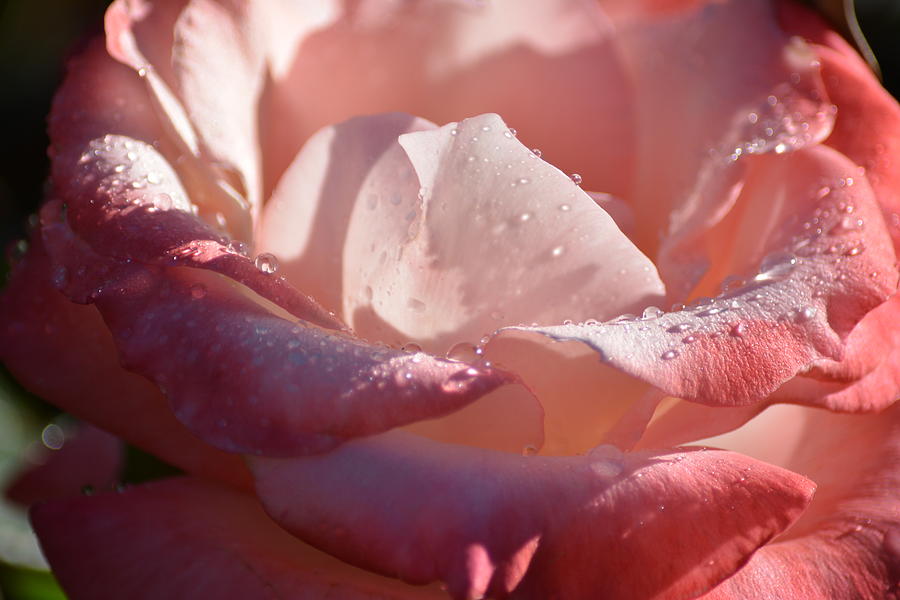 Yesterdays rose Photograph by Camille Lopez