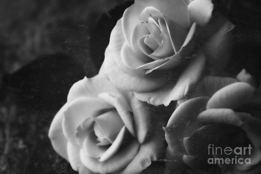 Yesterdays Roses Photograph by Clare Bevan