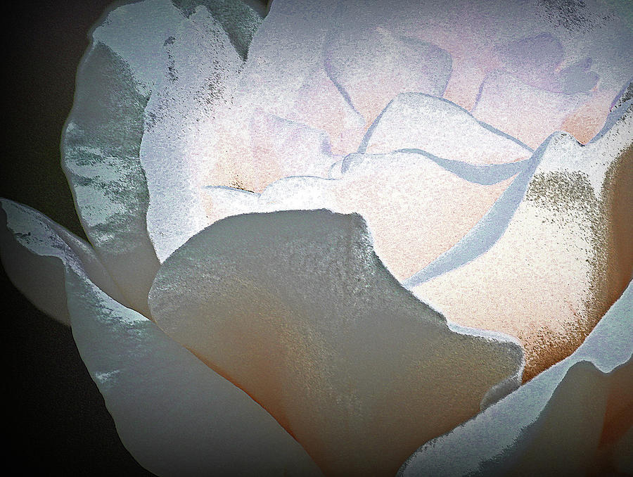 Yesterdays Silver Rose Photograph by The Art Of Marilyn Ridoutt-Greene