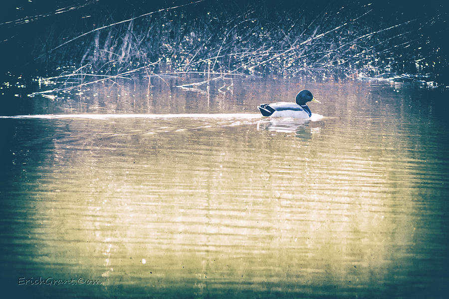 Yesteryear Duck Photograph by Erich Grant