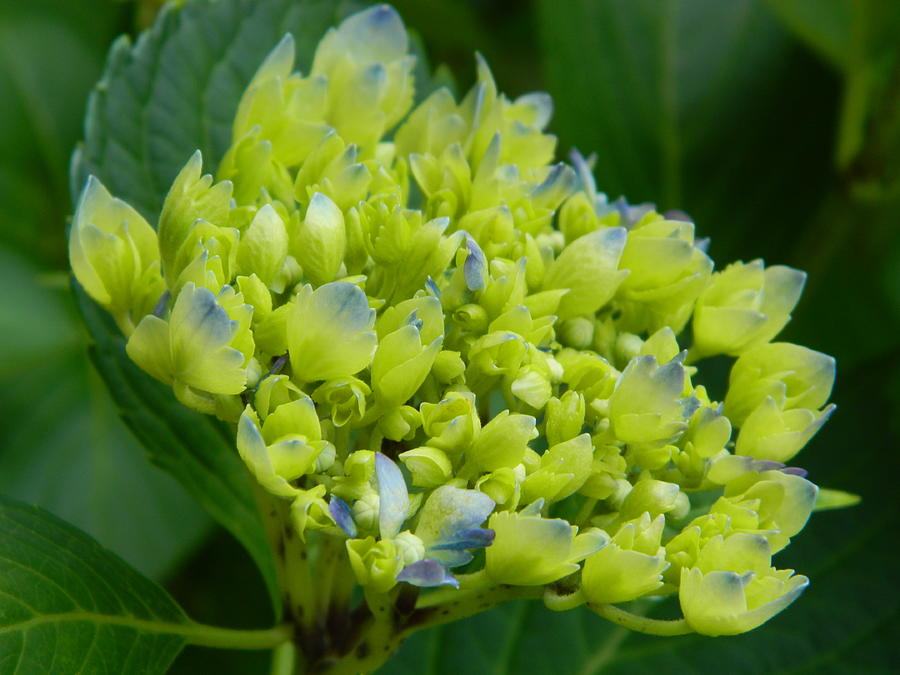 Hydrangea Photograph - Yet To Be.... by Arlane Crump