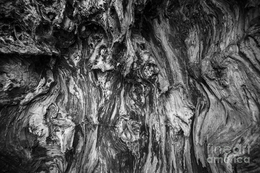 Black And White Photograph - Yew tree hollow by John Hayward