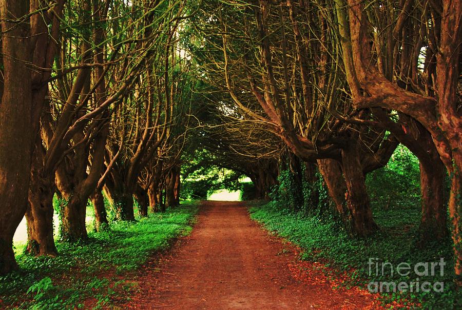 Yew Tree Lane At Killruddery House Photograph by Marcus Dagan