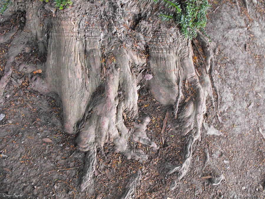 Yew Tree Roots Photograph by Ginger Repke