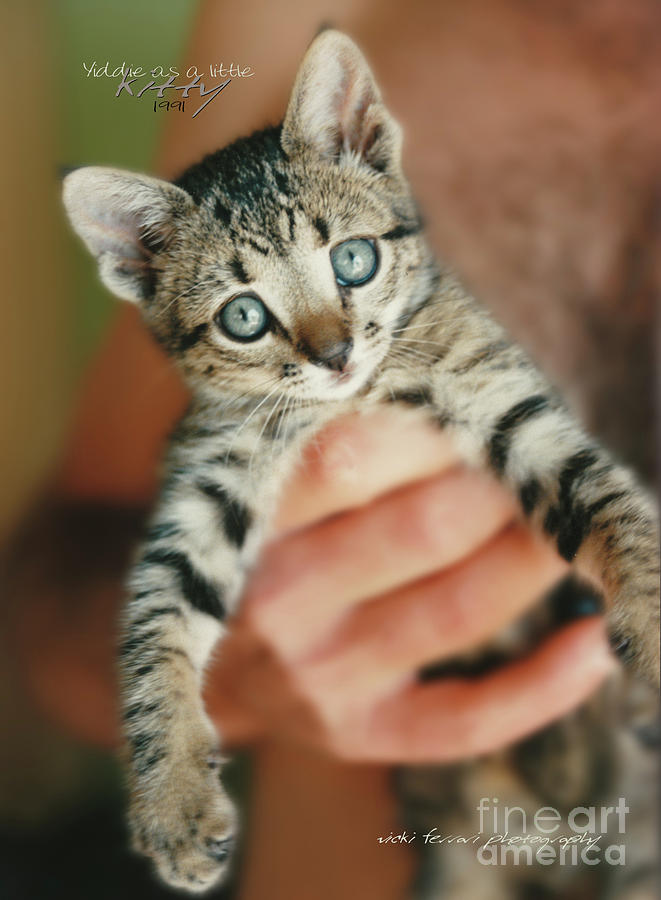 Yiddie Kitten Hand Photograph by Vicki Ferrari
