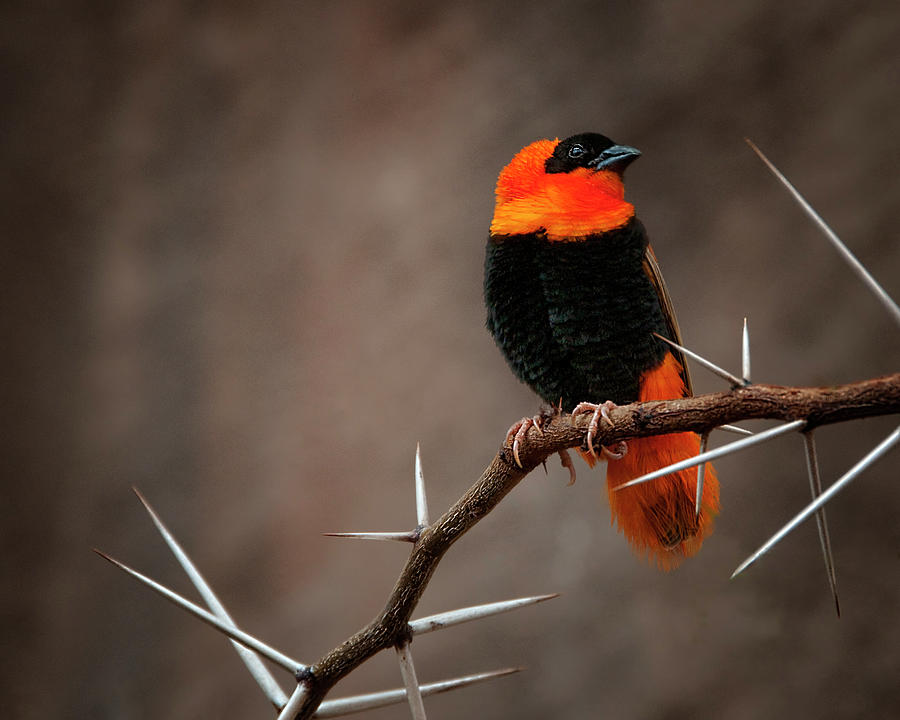 Yikes Spikes - Red Bishop Weaver Bird Photograph by Mitch Spence