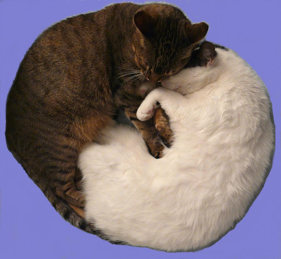 Yin and Yang Photograph by Valerie Ornstein
