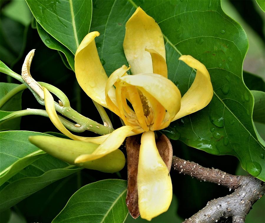 Ylang Ylang Flower Photograph by Heidi Fickinger