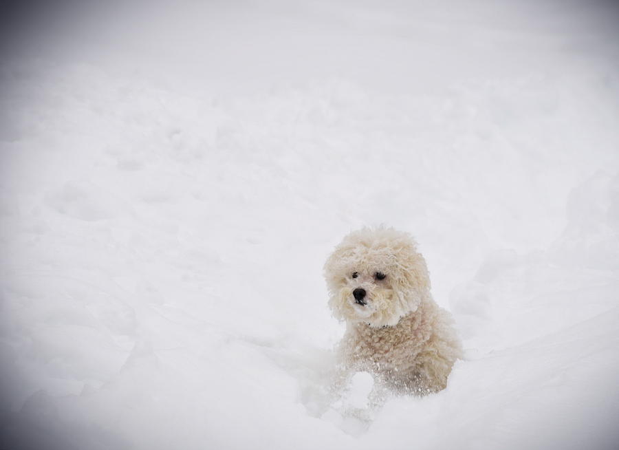 Dog Photograph - Yogi by Jerry Frishman