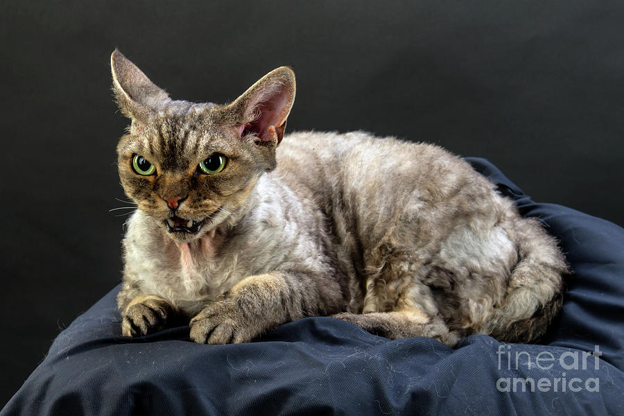 Yogi - Grumpy Cat - Pure-bred Devon Rex Photograph