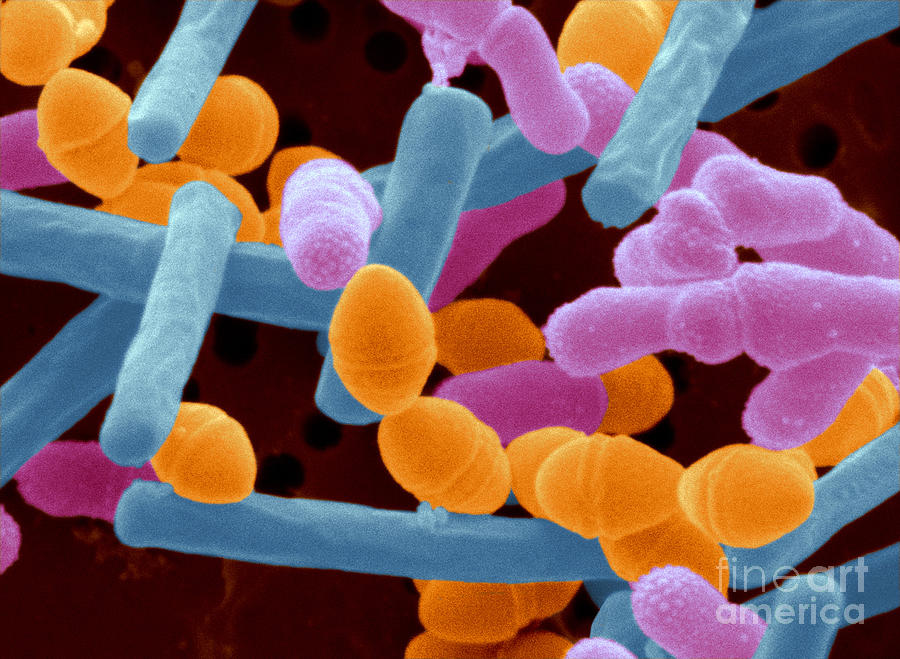 Yogurt Bacteria Photograph by Scimat