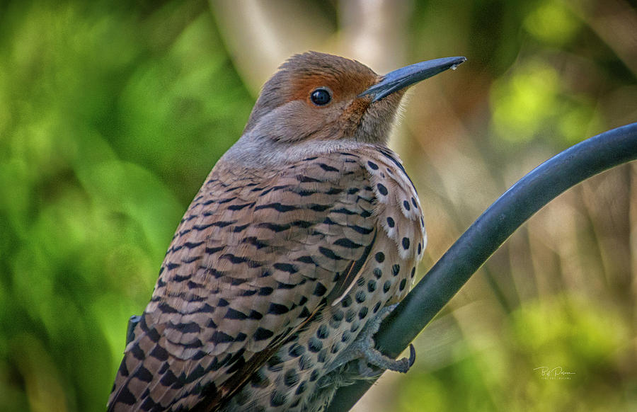 Young Flicker Photograph by Bill Posner