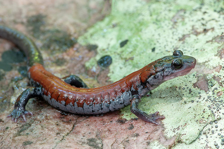 Yonahlossee salamander Photograph by Derek Thornton