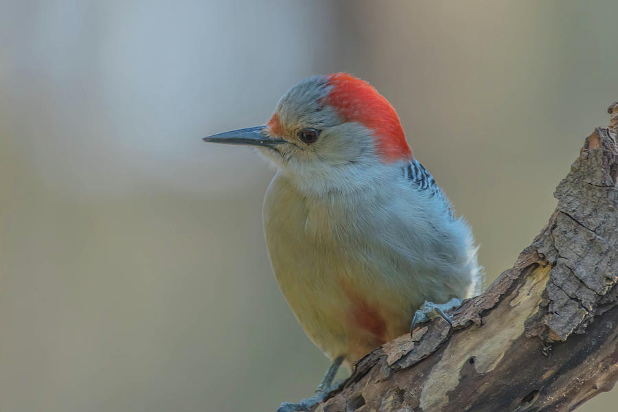 Young Red Bellied Woodpecker #2 Photograph by Bruce Pritchett