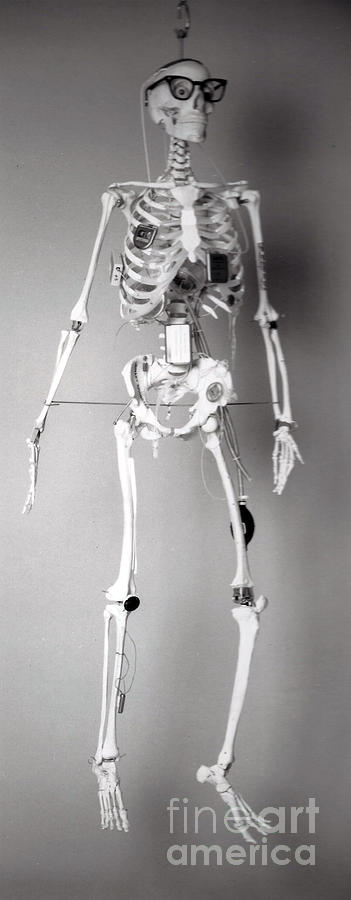 Yorick the Skeleton FDA Mascot Photograph by FDA Science Source