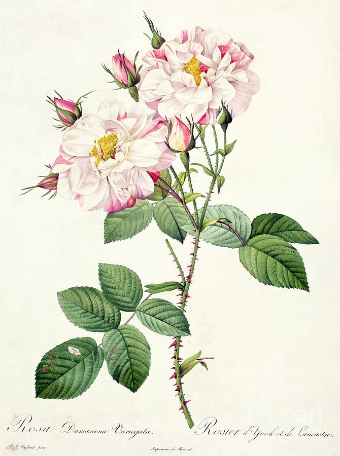 Rosa Drawing - York and Lancaster Rose by Pierre Joseph Redoute