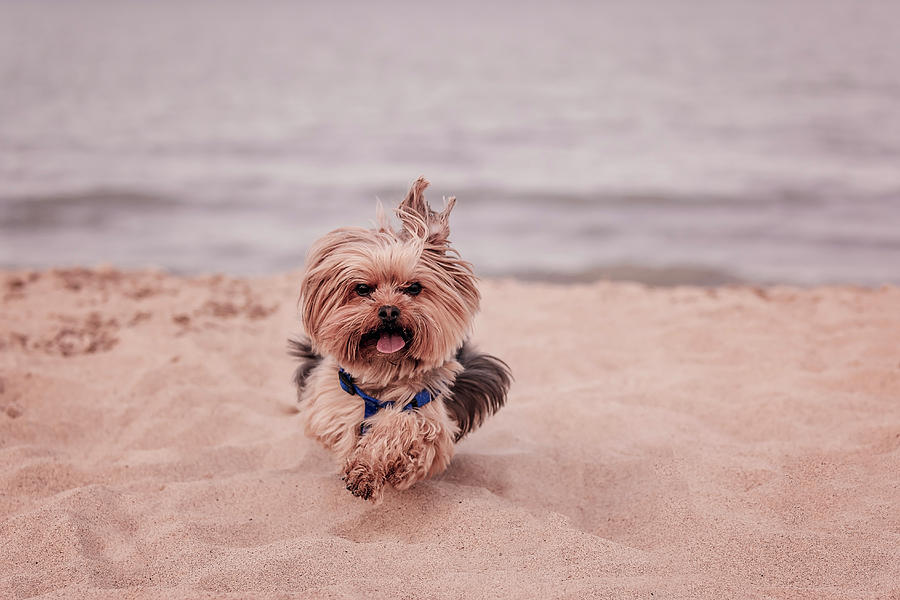 York dog playing on the beach. Photograph by Peter Lakomy