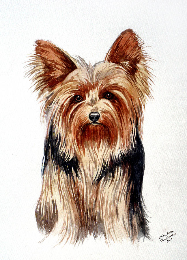 Yorkie Painting by Christopher Shellhammer