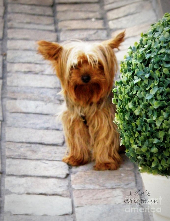 Yorkie in France Photograph by Lainie Wrightson