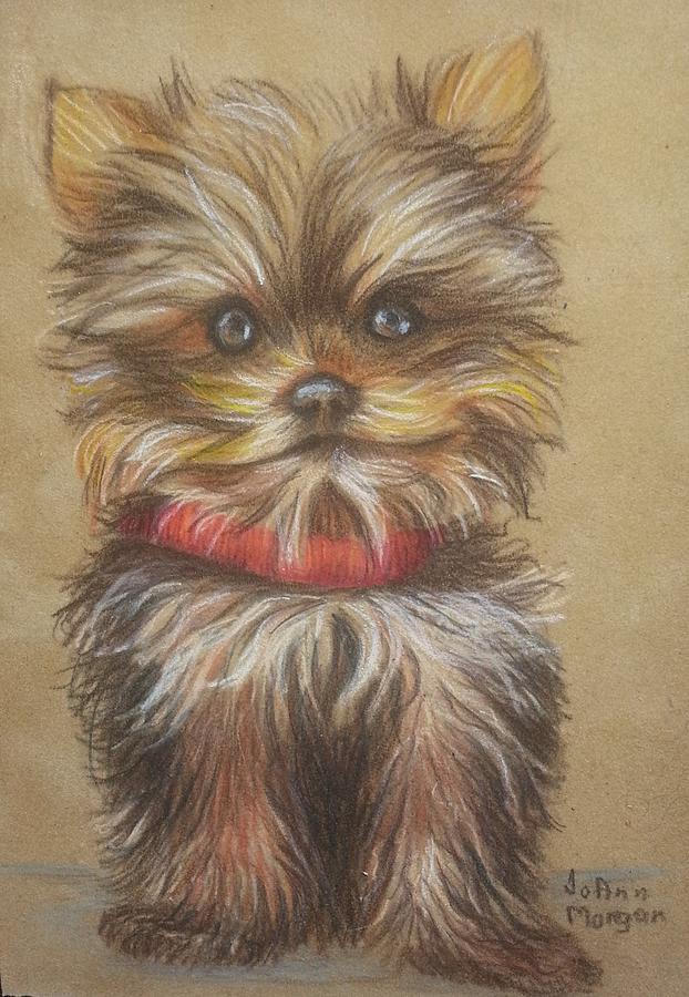Dog Drawing - Yorkie  by JoAnn Morgan Smith