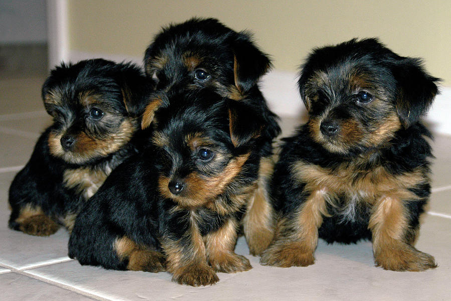 Yorkie Puppies Photograph by Geraldine Alexander