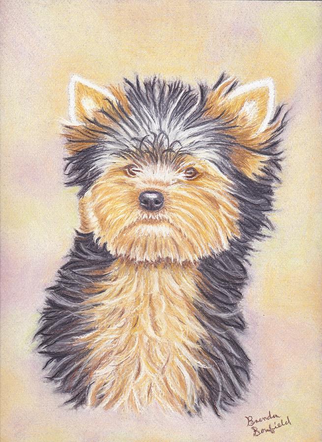Yorkie Puppy Pastel by Brenda Bonfield