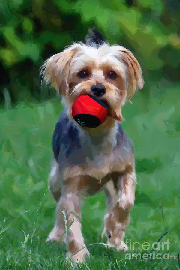 Yorkie with ball Photograph by Andrew Michael
