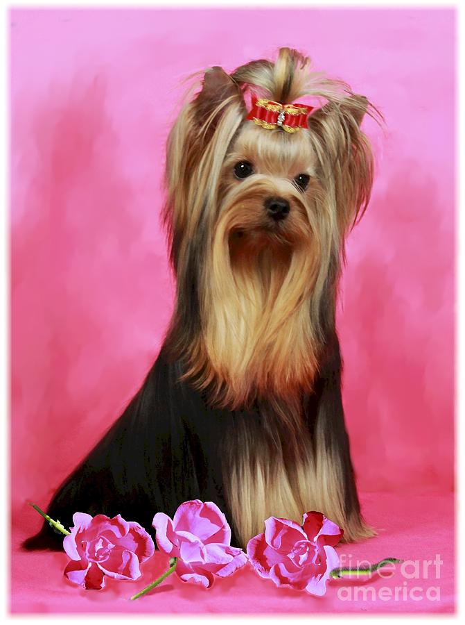 Rose Digital Art - Yorkie with Roses by Maxine Bochnia