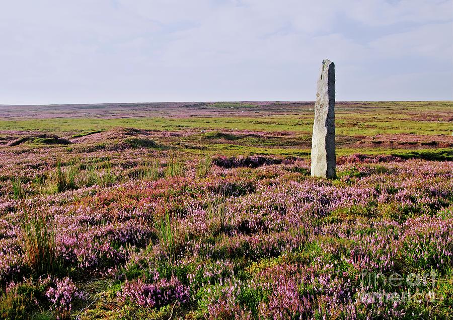 Yorkshire Moorland Heather in NIdderdale Photograph by Martyn Arnold