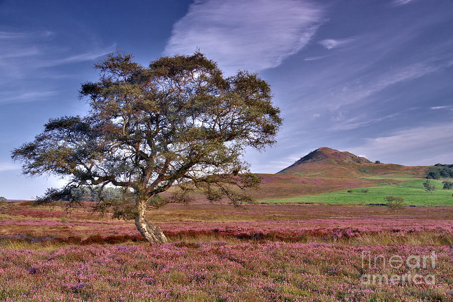 Yorkshire Moorland Heather Photograph by Martyn Arnold