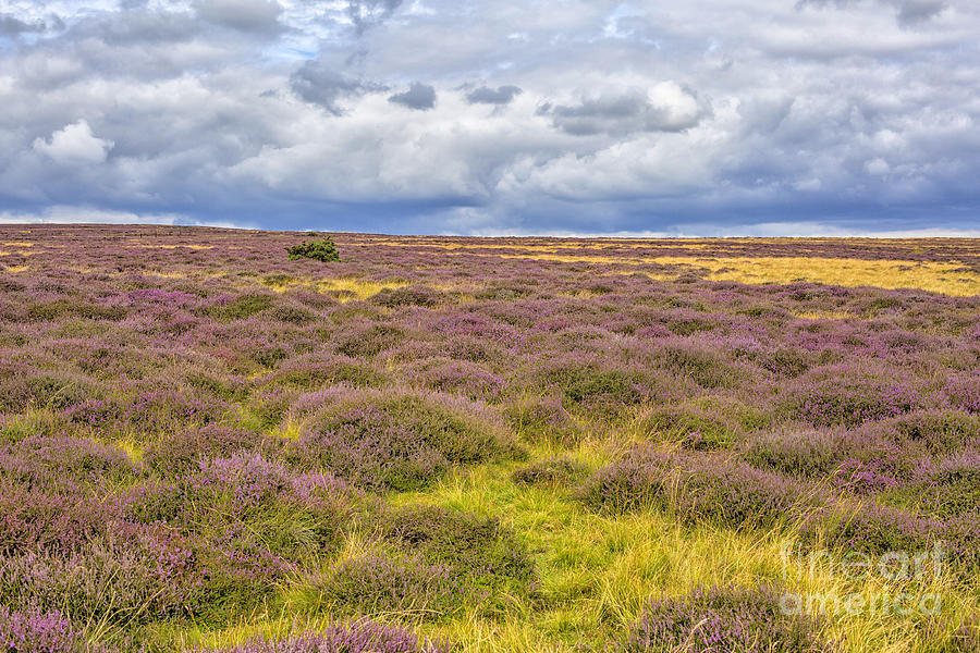 Yorkshire moors in blossom Photograph by Patricia Hofmeester