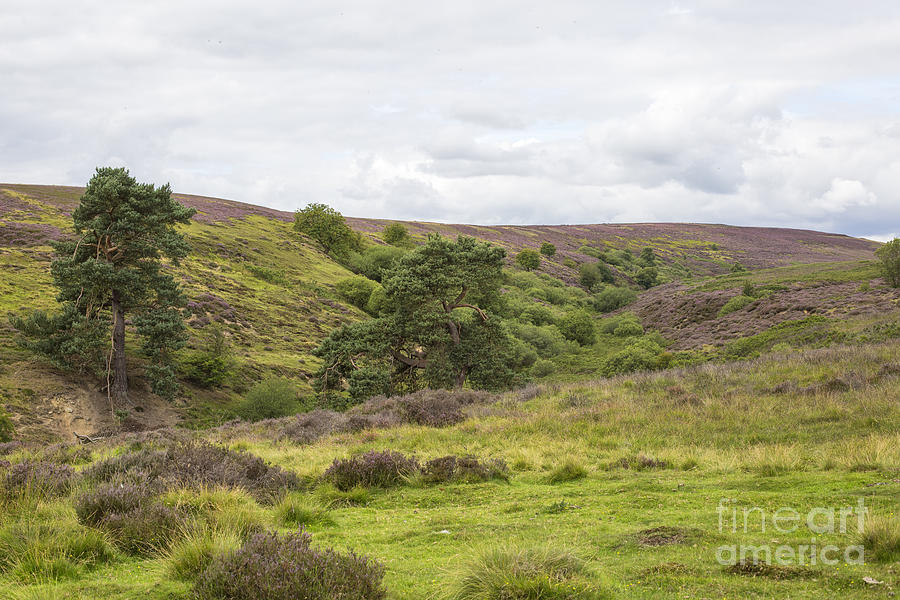 Yorkshire moors with blossoming heather Photograph by Patricia Hofmeester