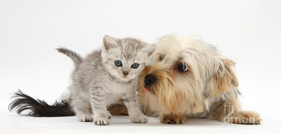 Yorkshire Terrier & Tabby Kitten  by Mark Taylor