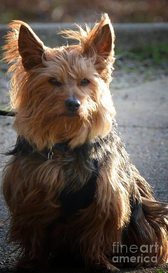 Yorkshire Terrier Photograph - Yorkshire Terrier 16-01 by Maria Urso