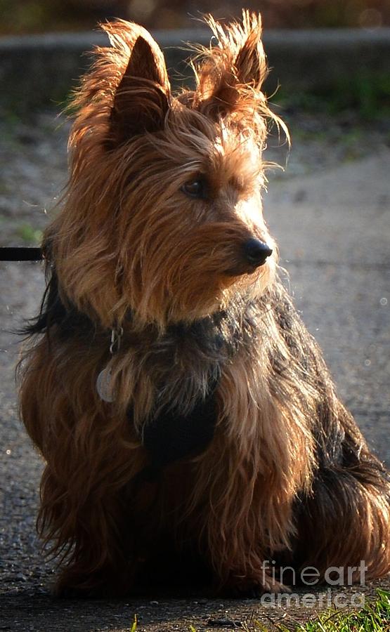 Yorkshire Terrier 16-02 Photograph by Maria Urso
