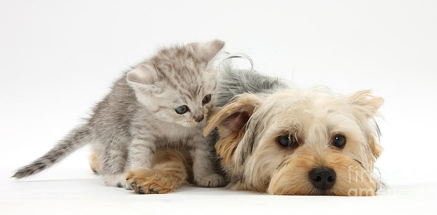 Yorkshire Terrier And Tabby Kitten Photograph by Mark Taylor