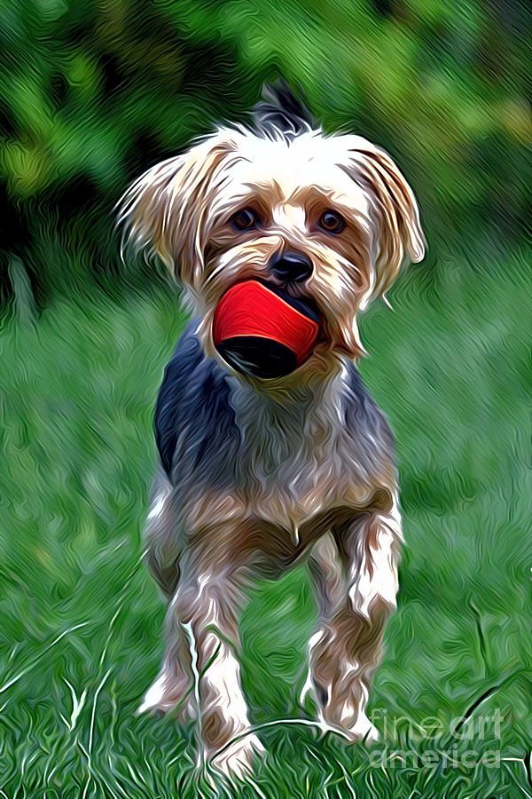 Yorkshire Terrier Photograph by Andrew Michael