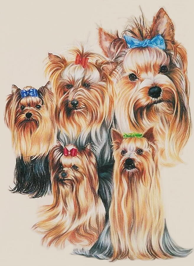 Yorkshire Terrier Drawing by Barbara Keith