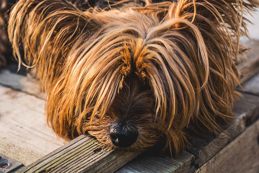 Yorkshire Terrier Biting Wood Photograph by Cross Version Fine Art America