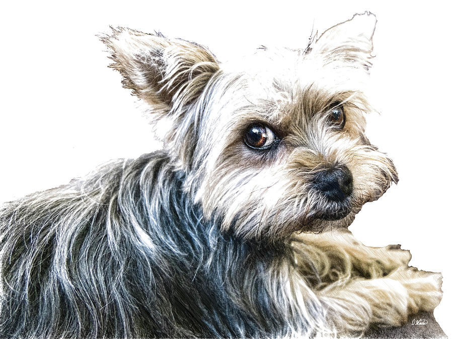 Yorkshire Terrier - DWP2785087 Drawing by Dean Wittle